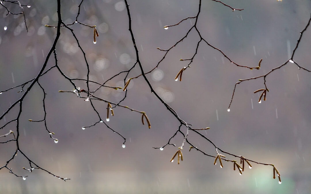 Engaging Sorrow According to Ecclesiastes